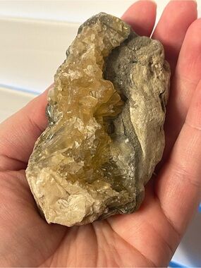 Fossilized clam shell with calcite from Florida